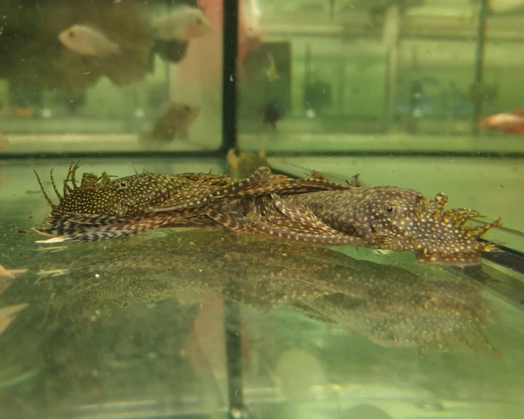 Longfin Bristlenose Catfish ~ 5cm